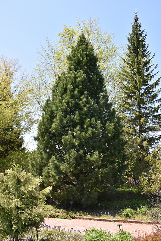 Swiss Stone Pine (Pinus cembra) at Millcreek Gardens