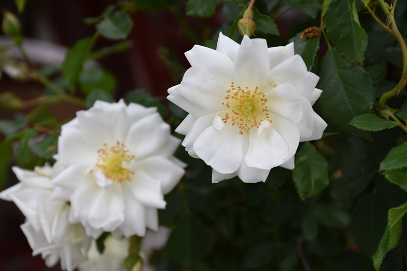 Flower Carpet White Rose (Rosa 'Flower Carpet White') at Millcreek Gardens