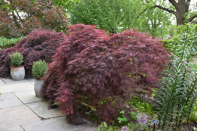 Crimson Queen Japanese Maple (Acer palmatum 'Crimson Queen') at Millcreek Gardens