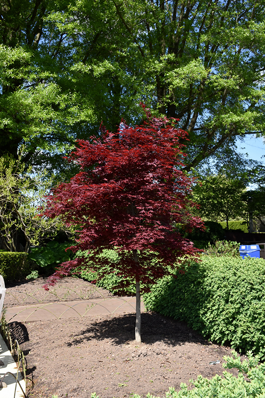 Fireglow Japanese Maple (Acer palmatum 'Fireglow') at Millcreek Gardens