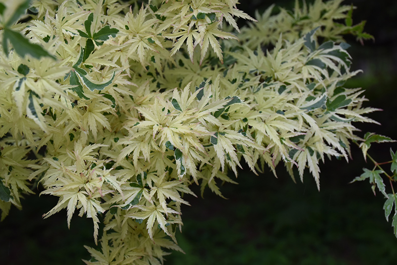 Butterfly Variegated Japanese Maple (Acer palmatum 'Butterfly') at Millcreek Gardens