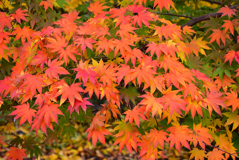 Japanese Maple (Acer palmatum) at Millcreek Gardens