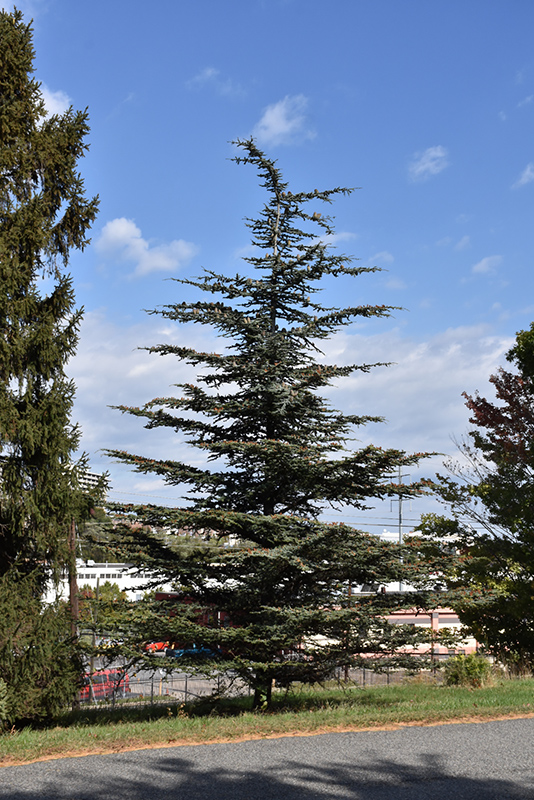 Brevifolia Cedar of Lebanon (Cedrus libani 'Brevifolia') at Millcreek Gardens