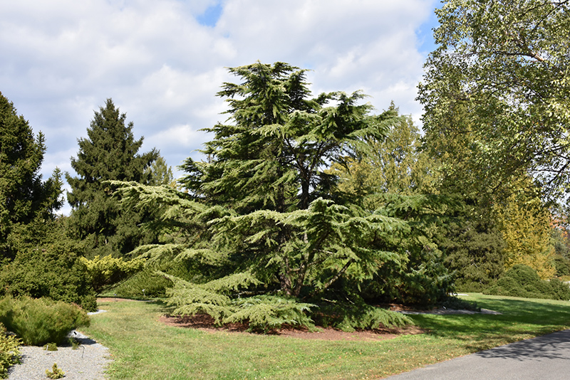 Golden Deodar Cedar (Cedrus deodara 'Aurea') at Millcreek Gardens