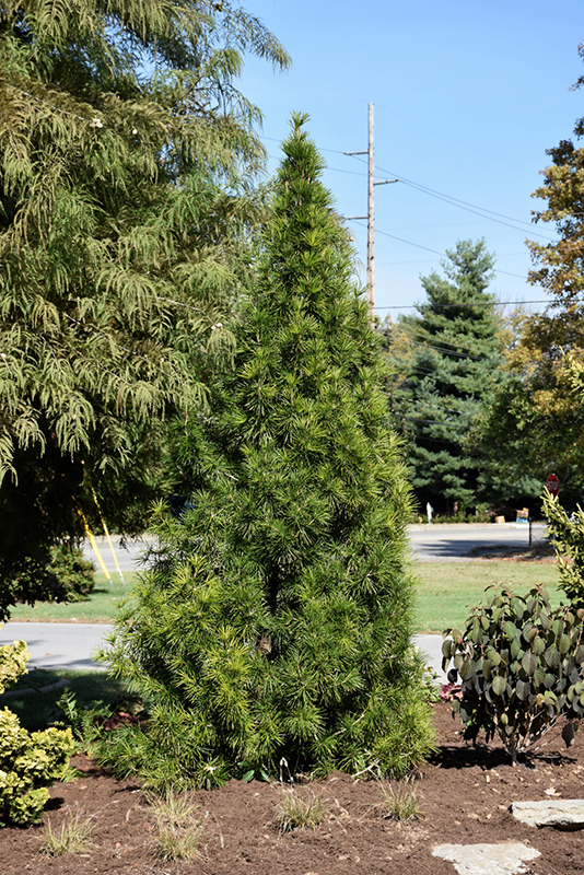 Joe Kozey Umbrella Pine (Sciadopitys verticillata 'Joe Kozey') at Millcreek Gardens