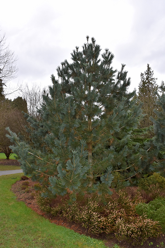 Limber Pine (Pinus flexilis) at Millcreek Gardens