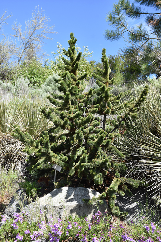 Bristlecone Pine (Pinus aristata) at Millcreek Gardens