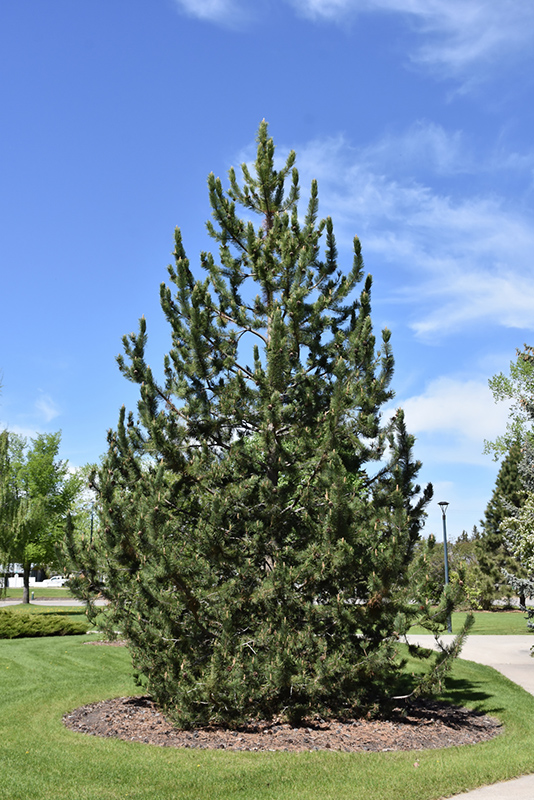Mountain Pine (Pinus uncinata) at Millcreek Gardens