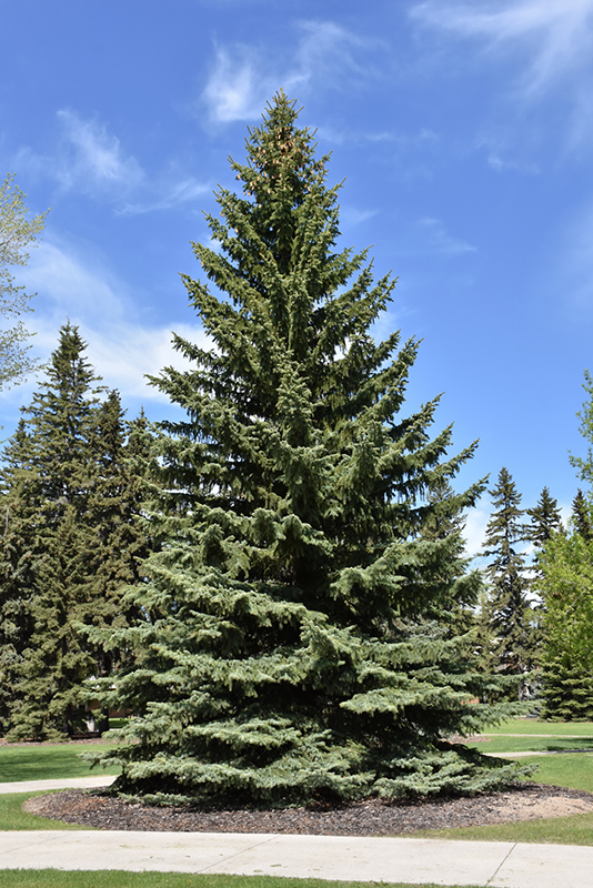 Blue Colorado Spruce (Picea pungens 'var. glauca') at Millcreek Gardens