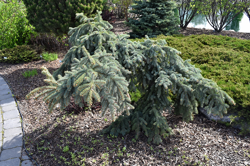 Weeping Blue Spruce (Picea pungens 'Pendula') at Millcreek Gardens