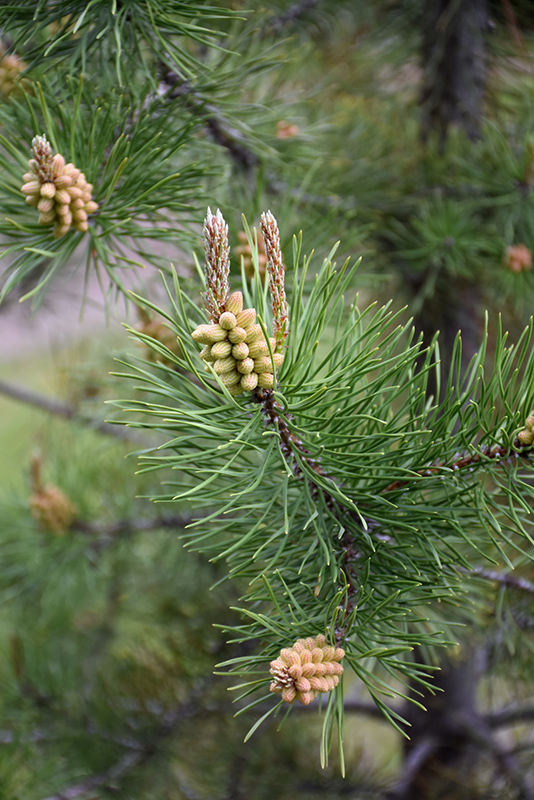 Lodgepole Pine (Pinus contorta 'var. latifolia') at Millcreek Gardens