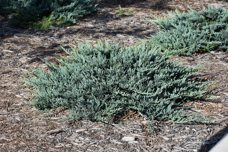 Blue Chip Juniper (Juniperus horizontalis 'Blue Chip') at Millcreek Gardens