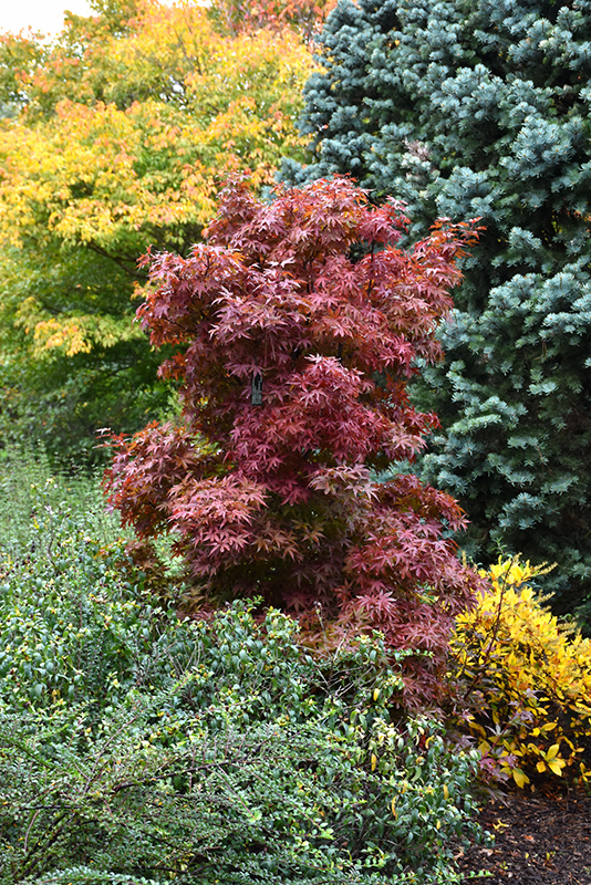 Twombly's Red Sentinel Japanese Maple (Acer palmatum 'Twombly's Red Sentinel') at Millcreek Gardens