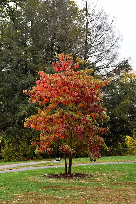 Sassafras (Sassafras albidum) in Salt Lake City, Utah (UT) at