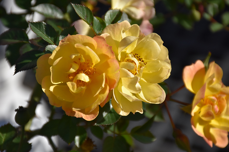 Sunshine Happy Trails Rose (Rosa 'WEKsusacofloc') at Millcreek Gardens