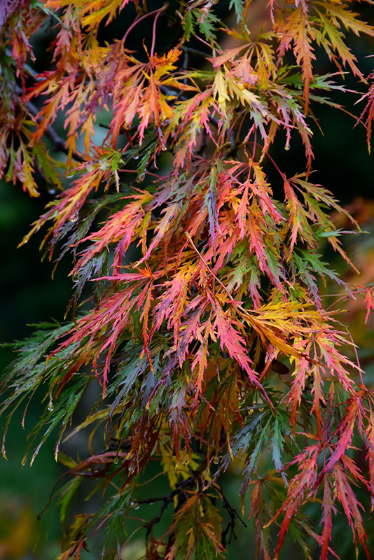 Cutleaf Japanese Maple (Acer palmatum 'Dissectum') at Millcreek Gardens