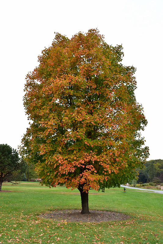 Sugar Maple (Acer saccharum) em Millcreek Jardins