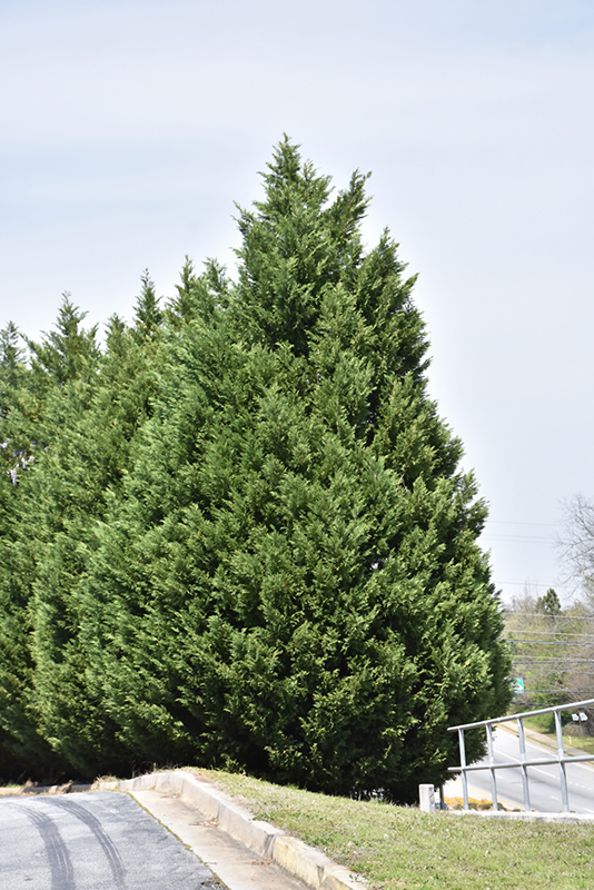 Leyland Cypress (Cupressocyparis x leylandii) at Millcreek Gardens