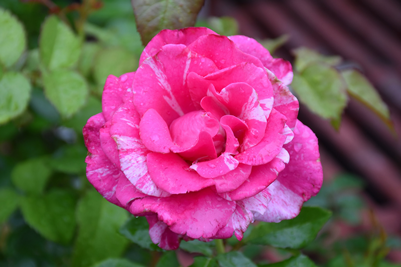 Parade Day Rose (Rosa 'WEKmeroro') at Millcreek Gardens