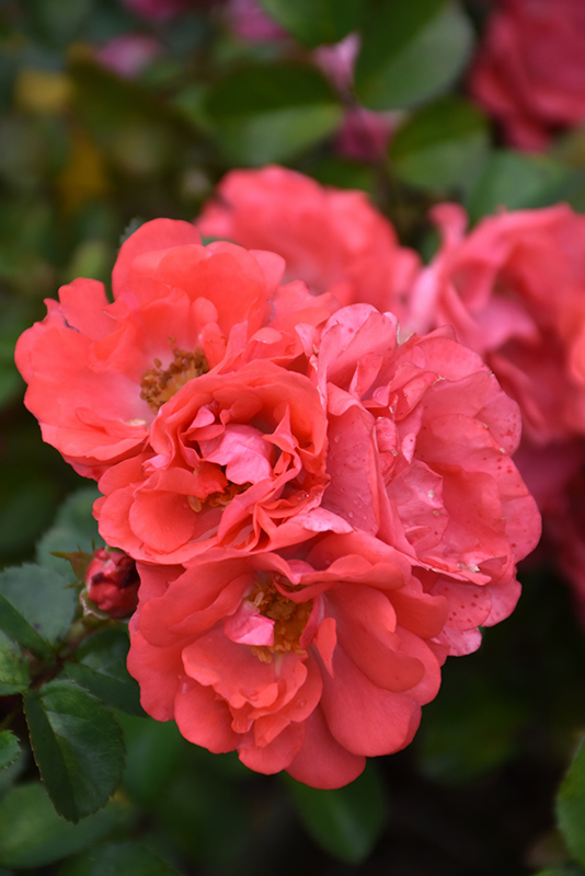 Coral Drift Rose (Rosa 'Meidrifora') at Millcreek Gardens