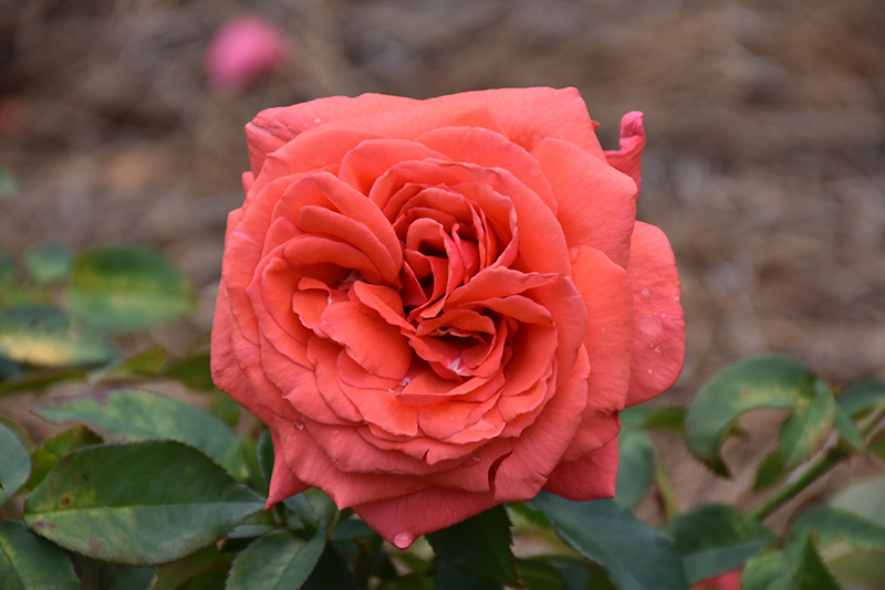Fragrant Cloud Rose (Rosa 'Fragrant Cloud') at Millcreek Gardens