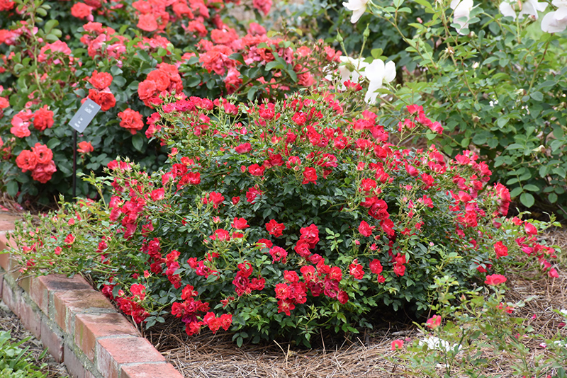 Red Drift Rose (Rosa 'Meigalpio') at Millcreek Gardens