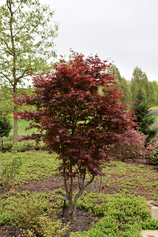 Emperor I Japanese Maple (Acer palmatum 'Wolff') at Millcreek Gardens