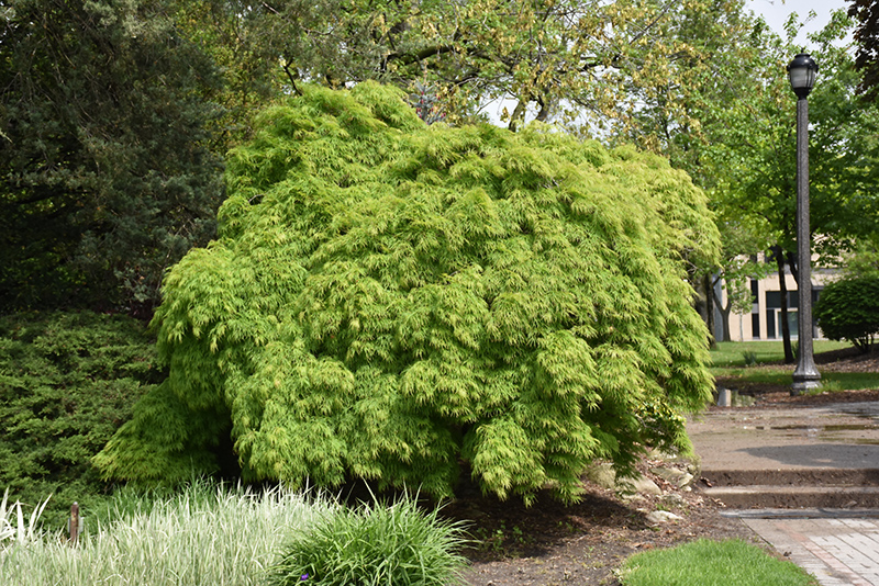 Cutleaf Japanese Maple (Acer palmatum 'Dissectum Viridis') at Millcreek Gardens