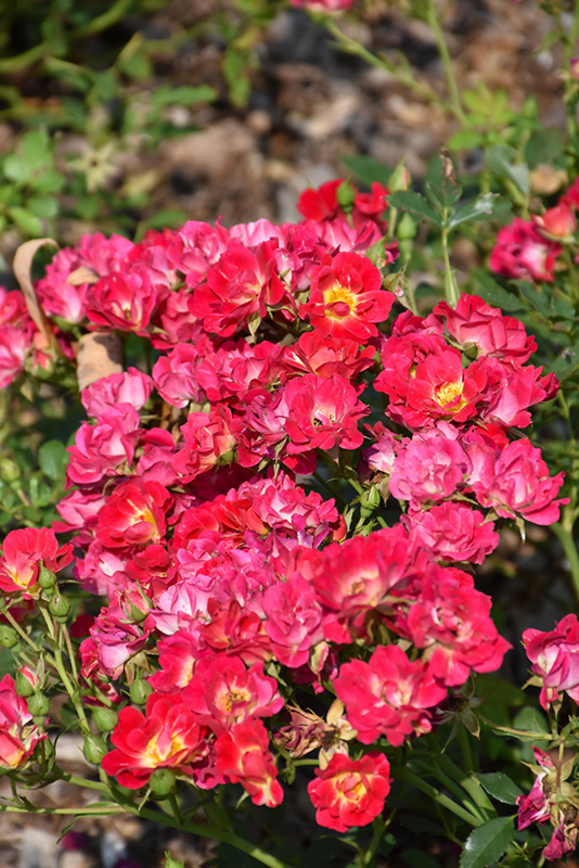 Pink Drift Rose (Rosa 'Meijocos') at Millcreek Gardens