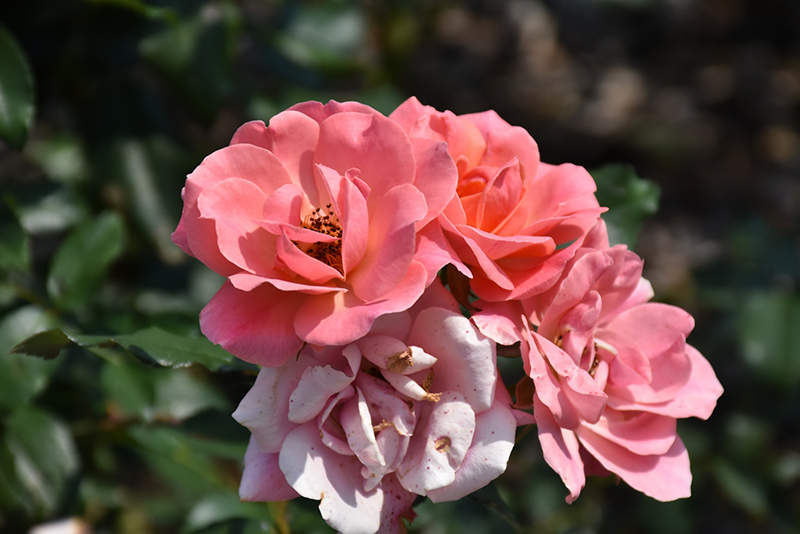 Coral Knock Out Rose (Rosa 'Radral') at Millcreek Gardens
