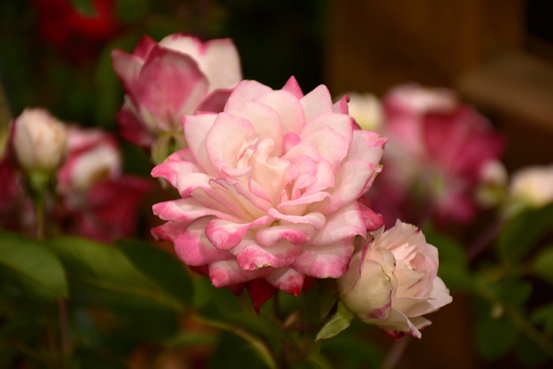 Grace N' Grit Pink Bicolor Rose (Rosa 'Meiryezza') at Millcreek Gardens
