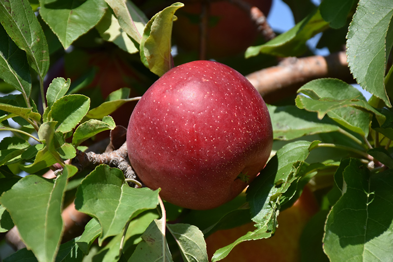 Haralred Apple (Malus 'Haralred') at Millcreek Gardens