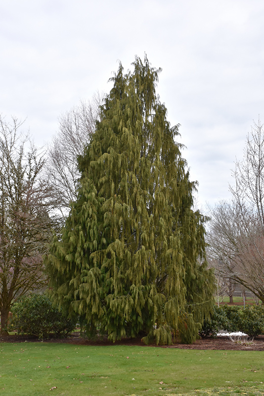 Weeping Nootka Cypress (Chamaecyparis nootkatensis 'Pendula') at Millcreek Gardens