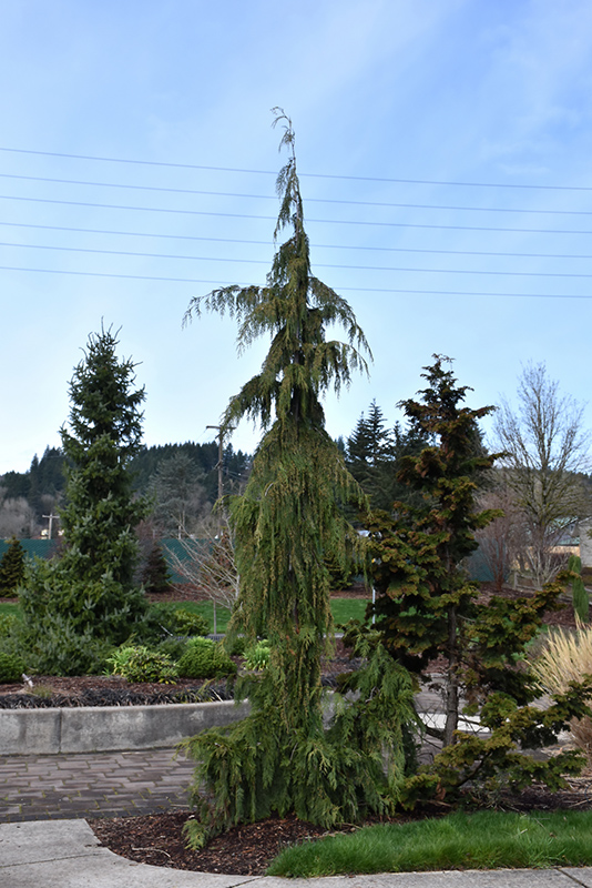 Weeping Nootka Cypress (Chamaecyparis nootkatensis 'Pendula') at Millcreek Gardens