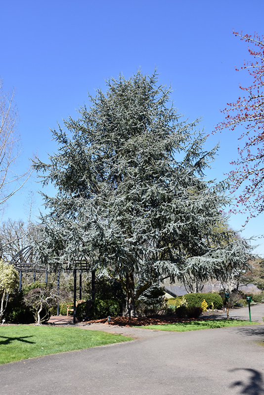 Blue Atlas Cedar (Cedrus atlantica 'Glauca') at Millcreek Gardens