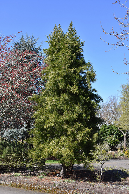 Japanese Umbrella Pine (Sciadopitys verticillata) at Millcreek Gardens