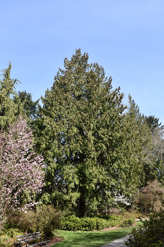 Western Arborvitae (Thuja plicata) at Millcreek Gardens