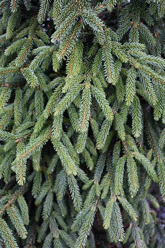 Atrovirens Oriental Spruce (Picea orientalis 'Atrovirens') at Millcreek Gardens