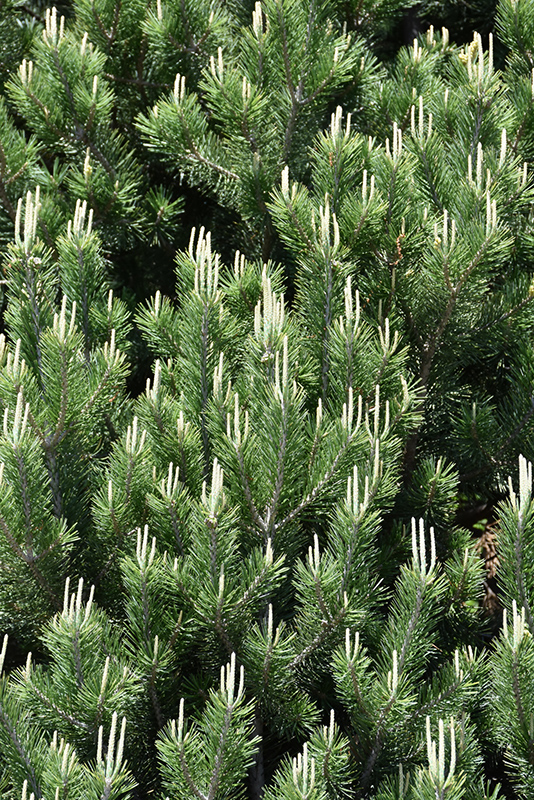 Pinyon Pine (Pinus edulis) at Millcreek Gardens
