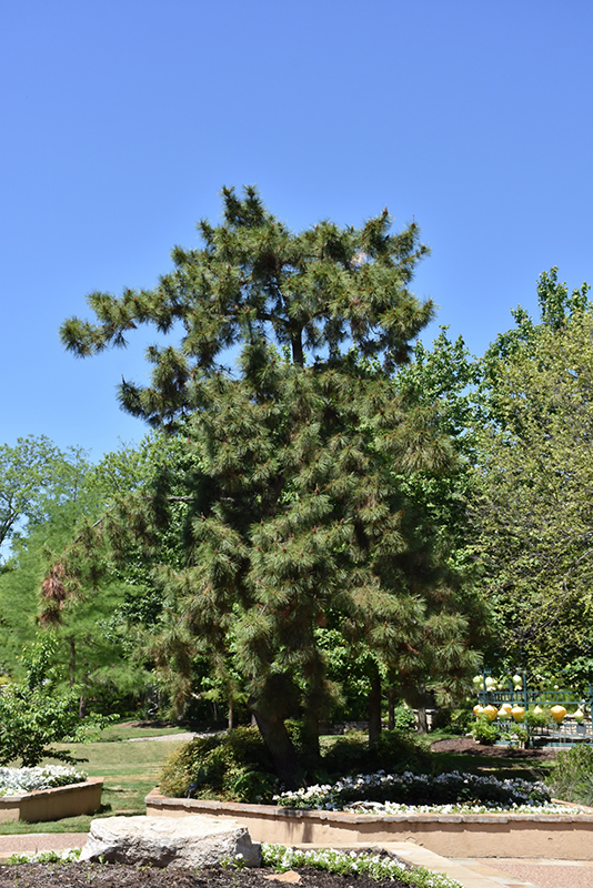 Japanese Black Pine Pinus Thunbergii In Salt Lake City Utah Ut At Millcreek Gardens