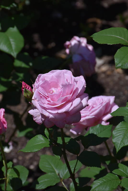 Sweet Surrender Rose (Rosa 'Sweet Surrender') at Millcreek Gardens
