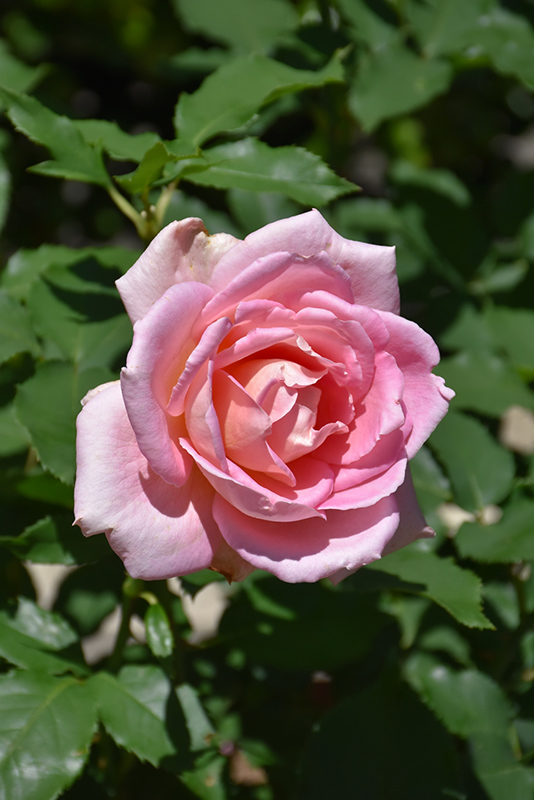 Tiffany Rose (Rosa 'Tiffany') at Millcreek Gardens