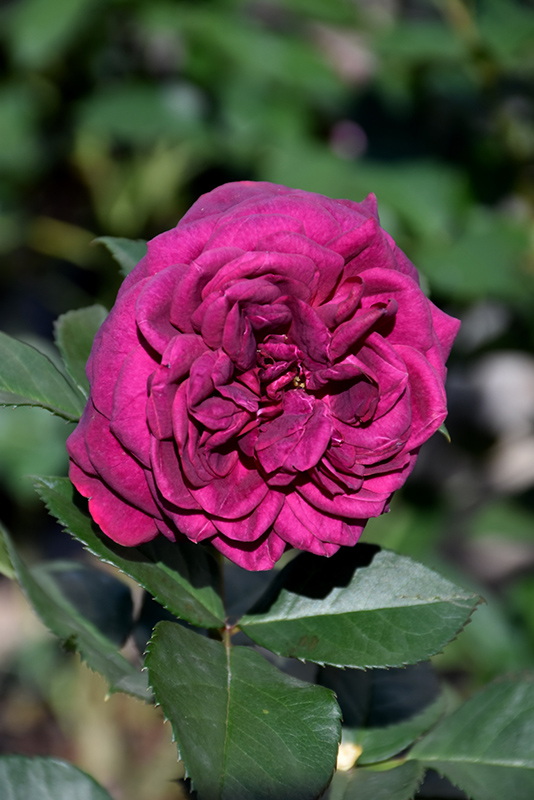 Celestial Night Rose (Rosa 'WEKebtigrad') at Millcreek Gardens
