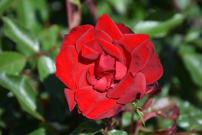 Grace N' Grit Red Rose (Rosa 'Meizygglie') at Millcreek Gardens
