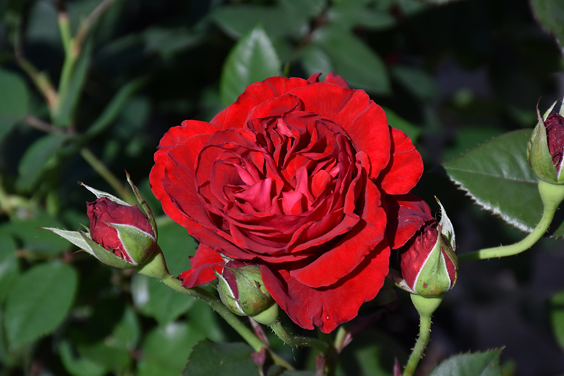 Lady In Red Rose (Rosa 'WEKvaldaom') at Millcreek Gardens
