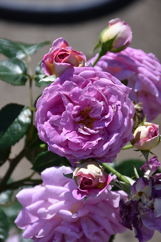 Arctic Blue Rose (Rosa 'WEKblufytirar') at Millcreek Gardens