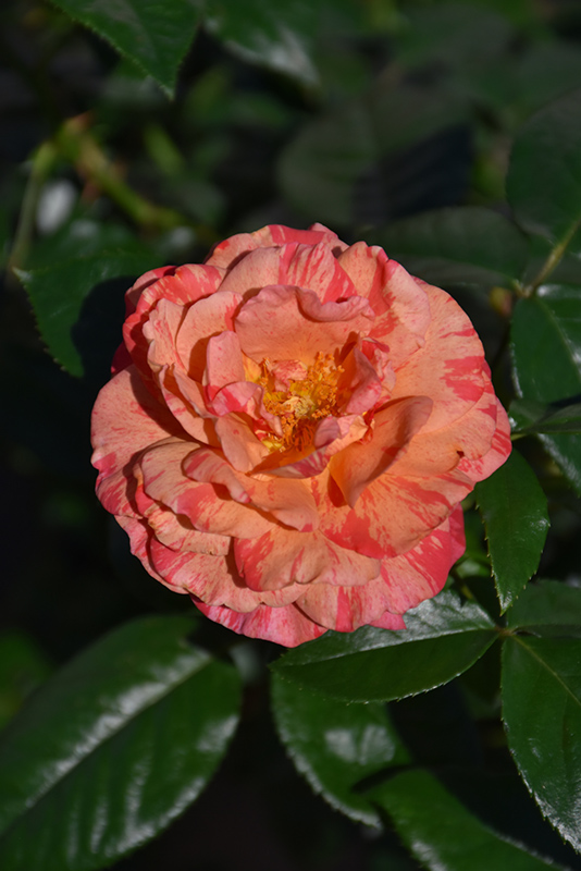 Frida Kahlo Rose (Rosa 'WEKcifrabaun') at Millcreek Gardens
