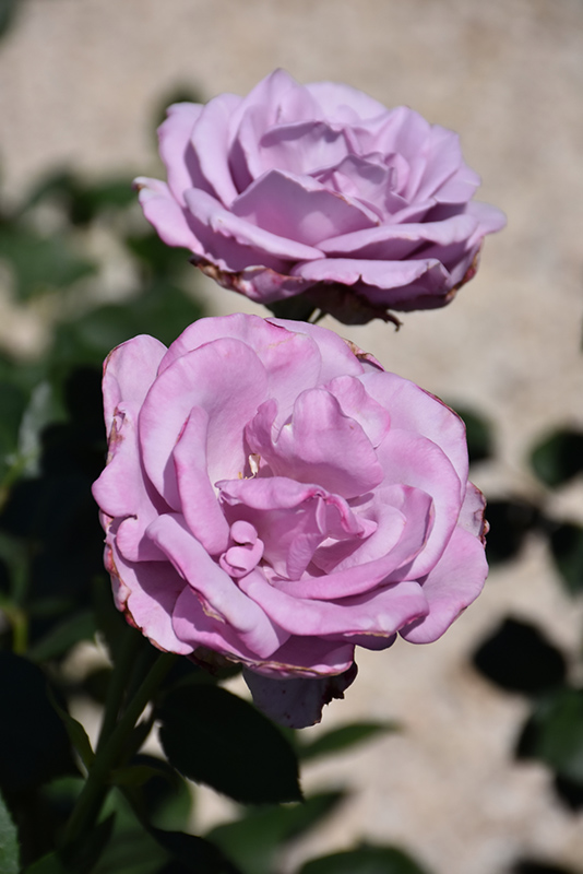 Blue Girl Rose (Rosa 'Blue Girl') at Millcreek Gardens