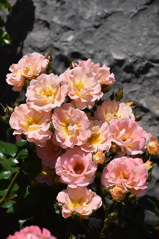 Peach Drift Rose (Rosa 'Meiggili') at Millcreek Gardens