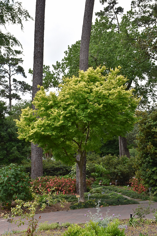 Orange Dream Japanese Maple (Acer palmatum 'Orange Dream') at Millcreek Gardens